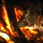 Campfire cookery