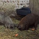 New Guests
